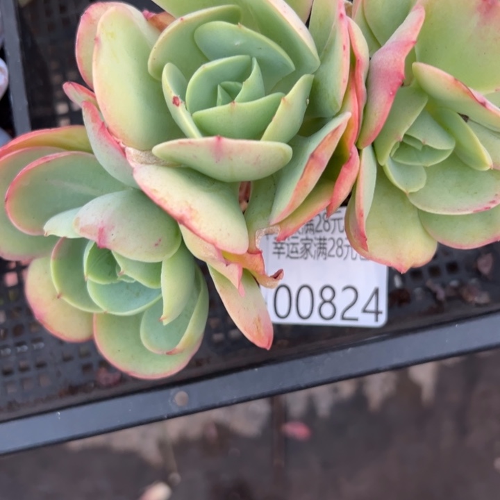 幸运的是我还没遇到你的时候