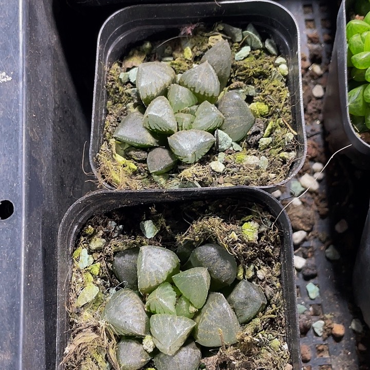 糯米玉露带盆土发