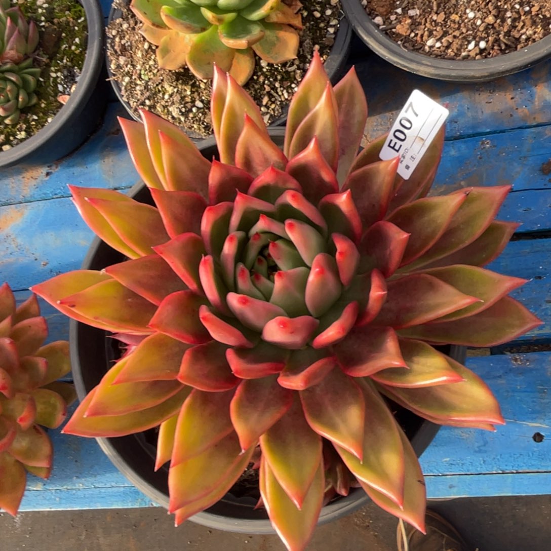 无花朵若如东云组拍E007