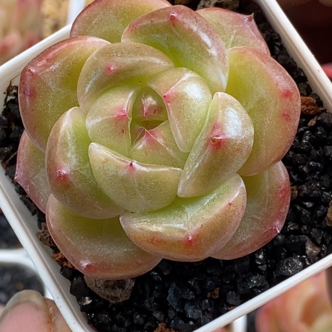 天官赐福百无禁忌