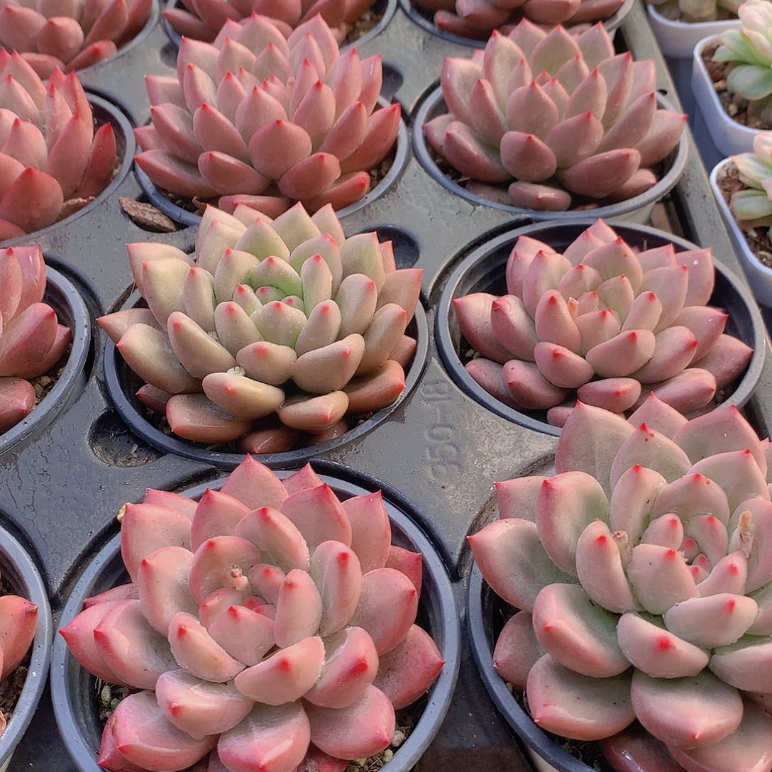 赫本鲁斯3567788999900