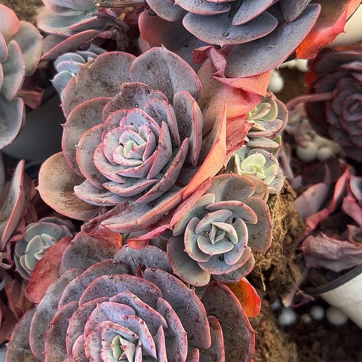 红粉台阁单头3盆。              