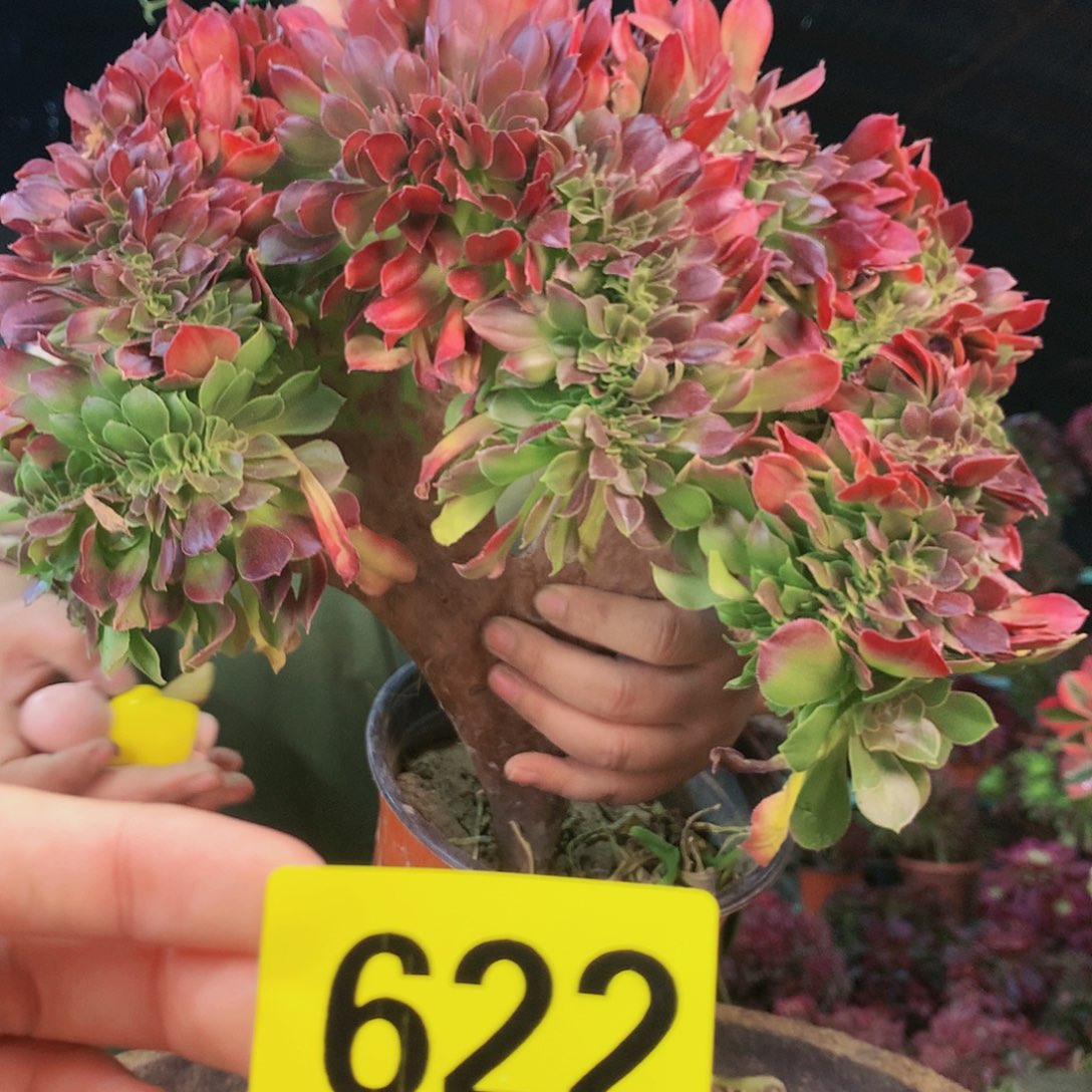 柒哥多肉法师不包侧断枝622