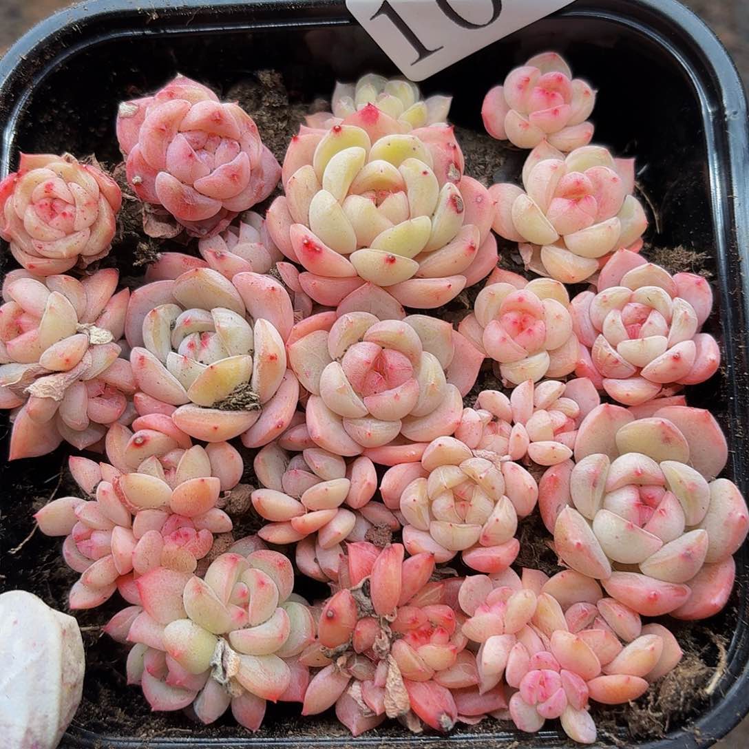 多肉植物多肉植物1031