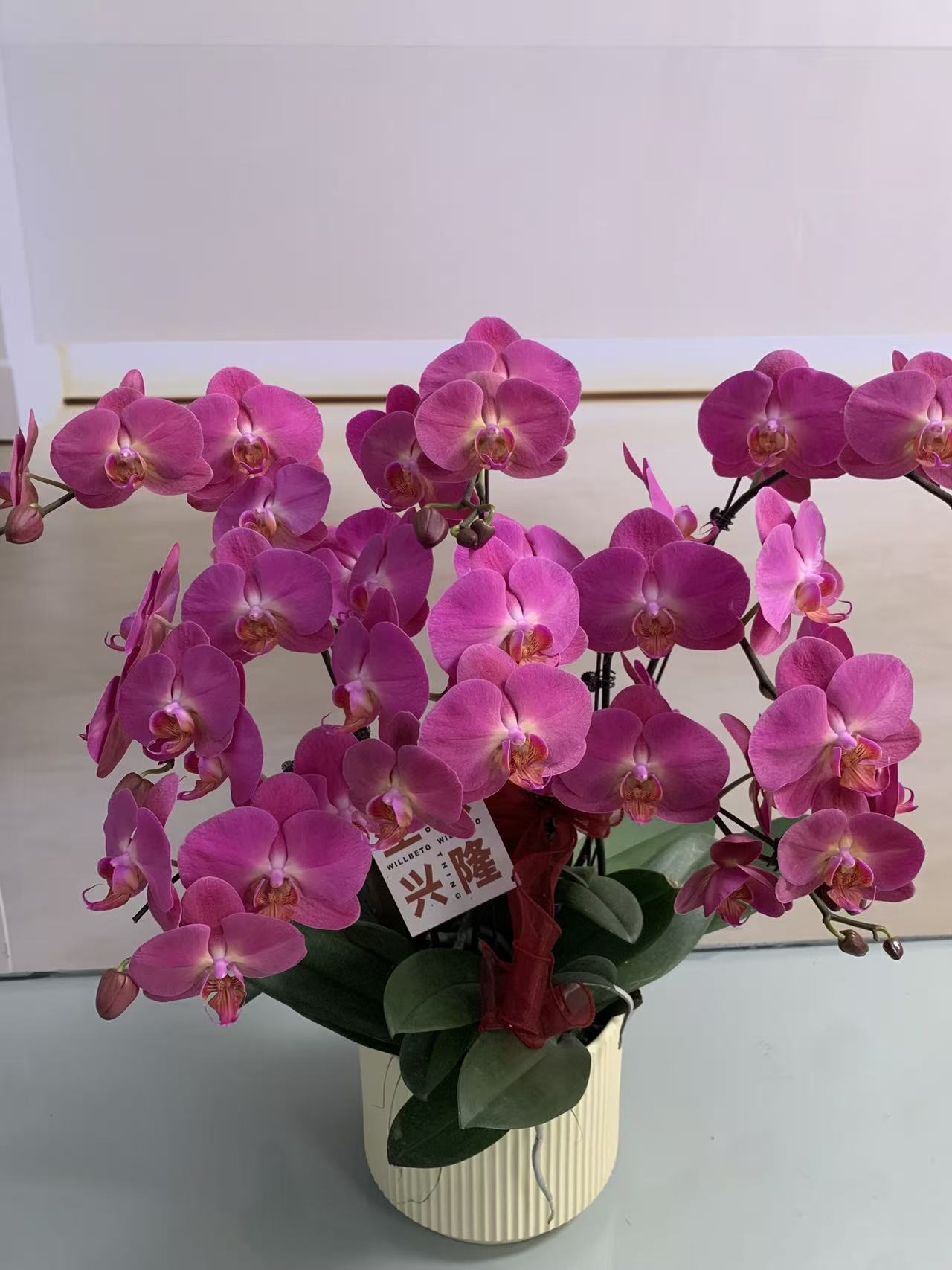 【红苹果】蝴蝶兰盆栽带花苞花剑大苗客厅室内四季好养活植物花卉