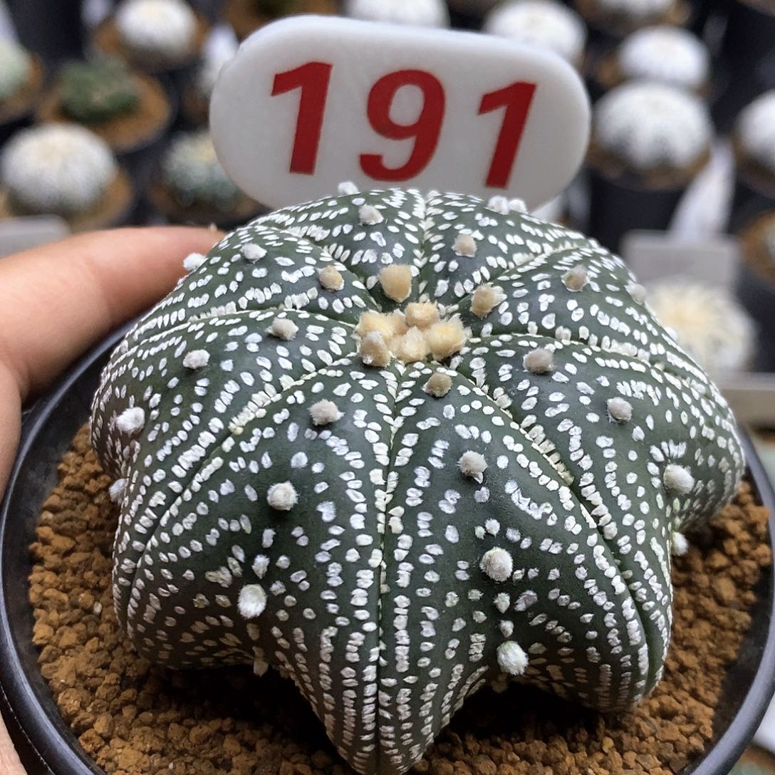 开播时间周一特价来了我来