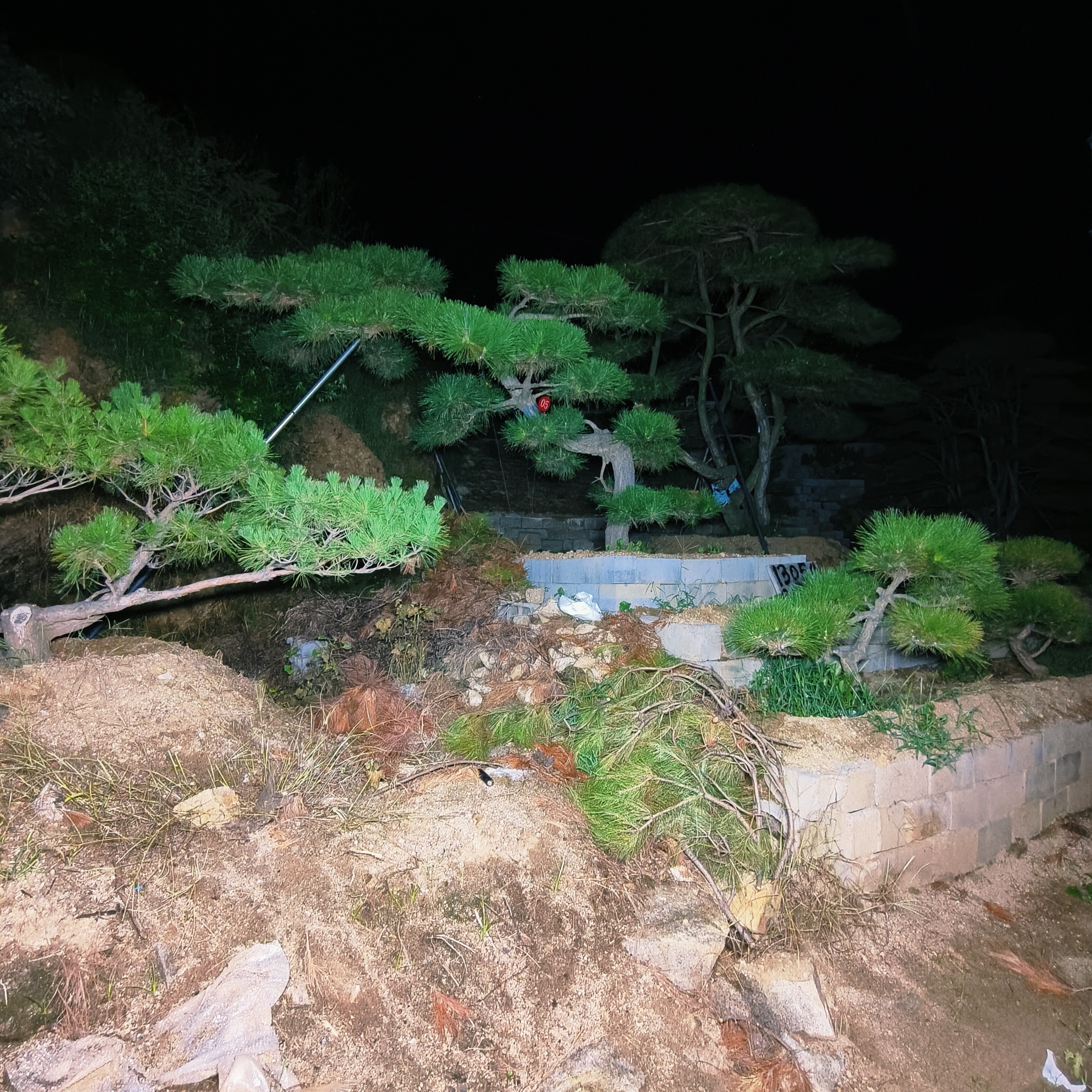 造型松，园林景观必选