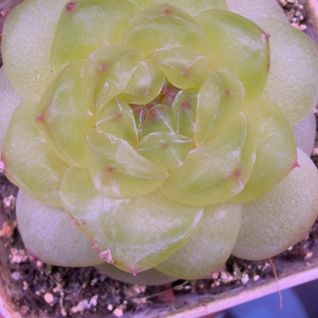 东篱下多肉哈哈哈33