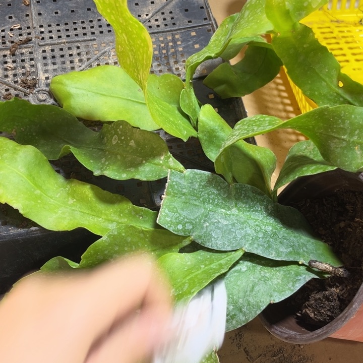 当前无花栽培后可以开花221