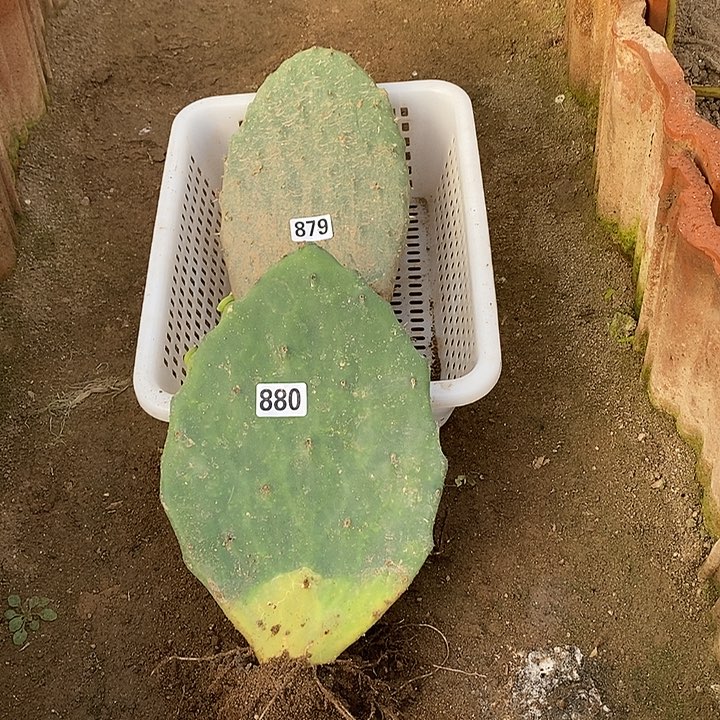 *****墨西哥仙人掌880呀