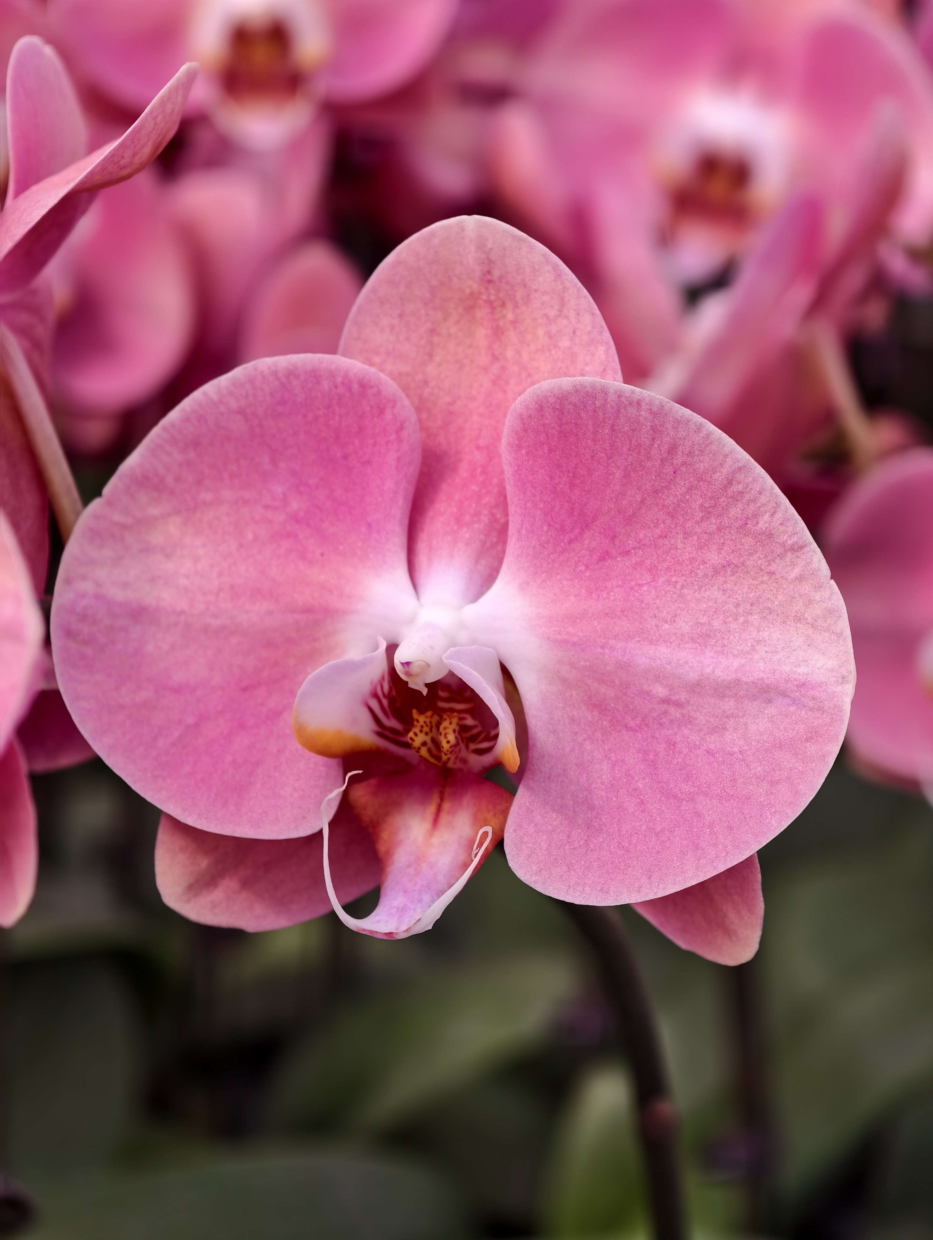 蝴蝶兰【大鲑鱼】一花赏三色 2.8寸杯 全开福利 基地直发