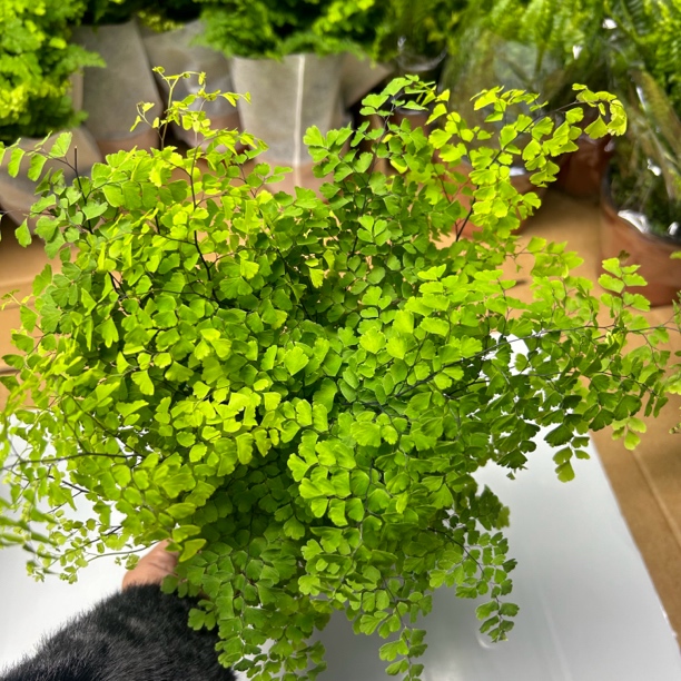 精品大盆铁线蕨室内高端耐阴喜湿观叶绿植盆栽新手好养