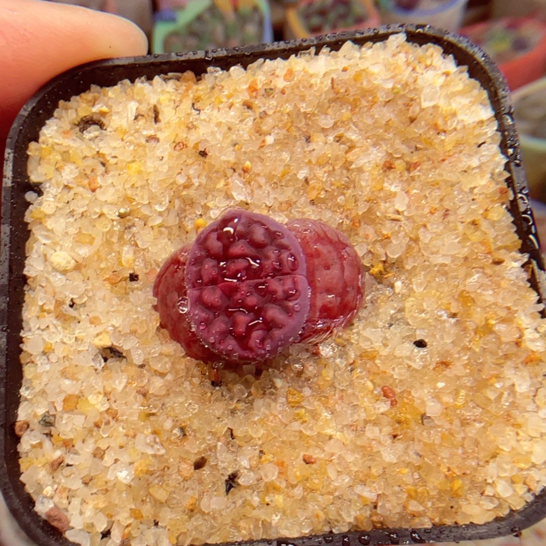 035。888888888888888