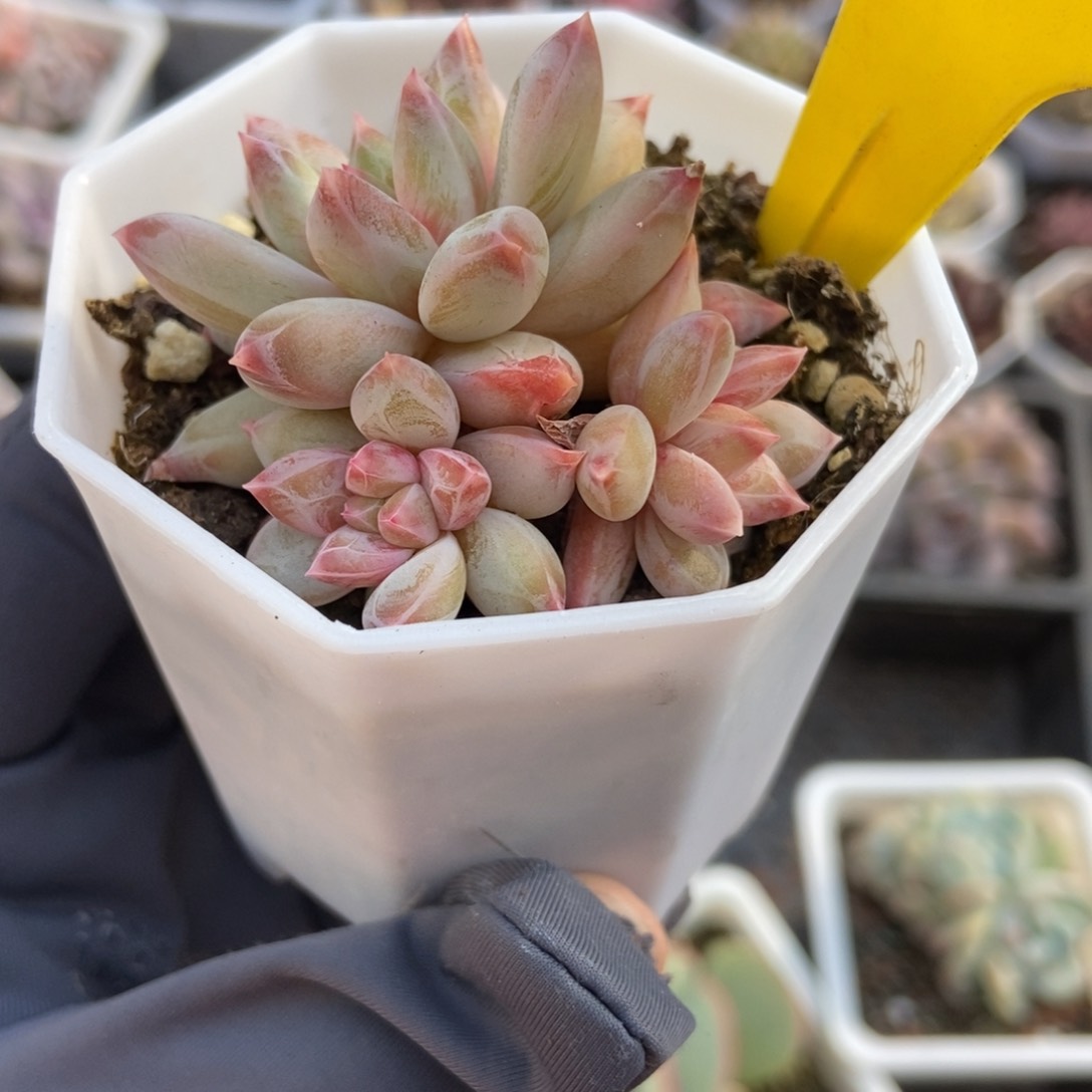 6082梦幻美人多肉植物保护