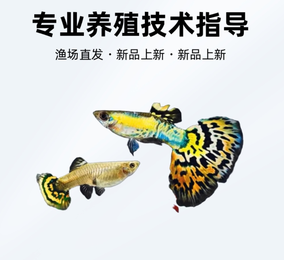 纯种花老虎孔雀鱼2-3厘米小型鱼胎生皮实耐活