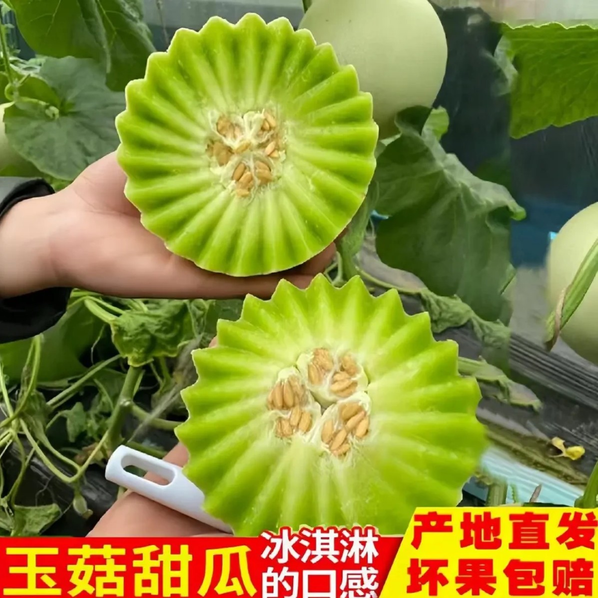头茬香甜玉菇甜瓜冰淇淋口感果园直发当季新鲜水果爆甜软糯多汁