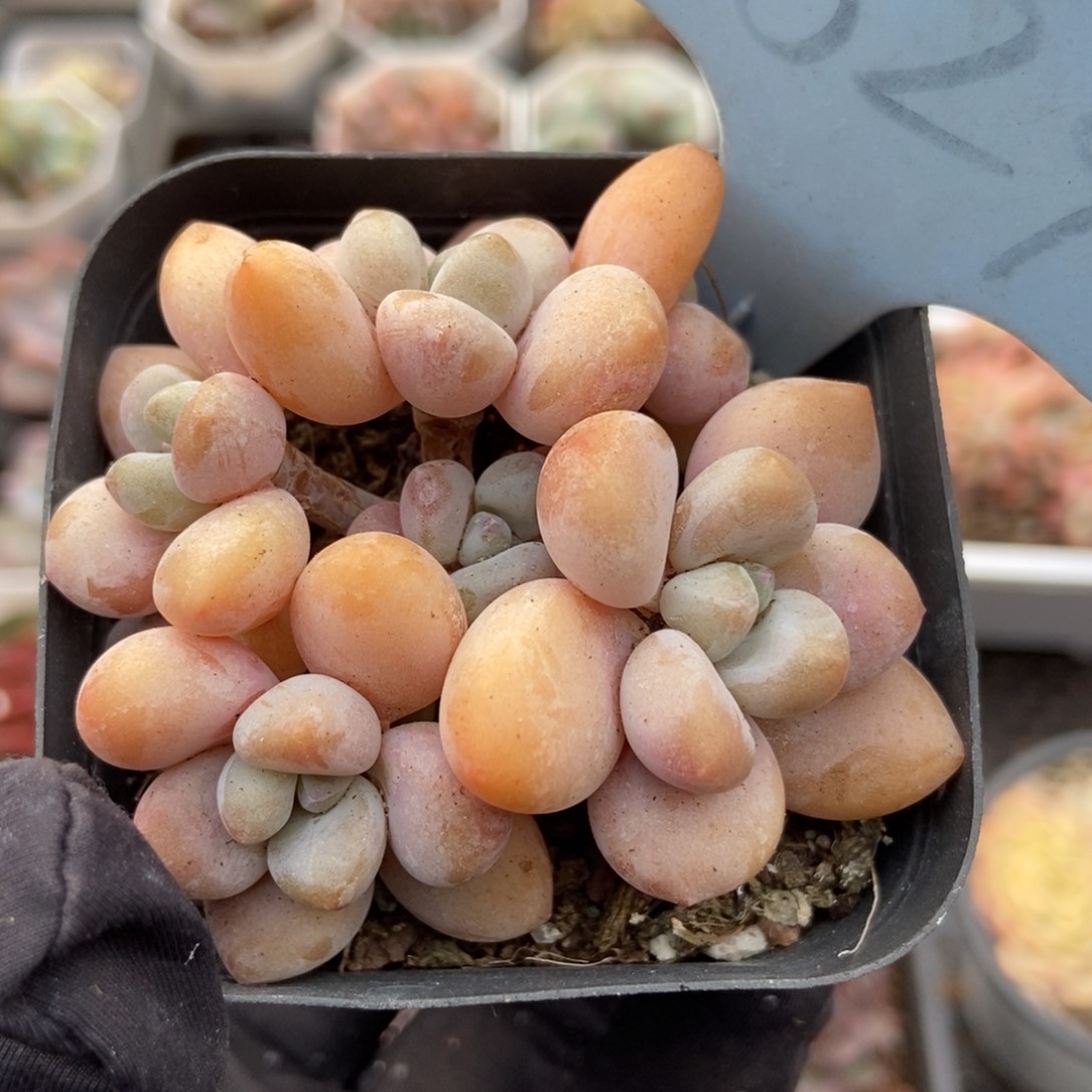 1824洛神多肉植物保护