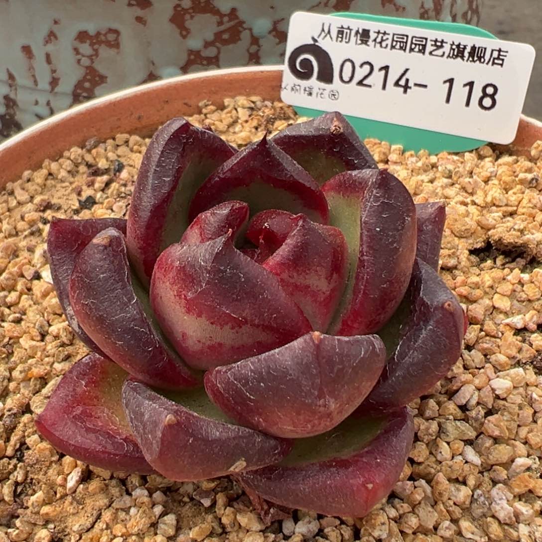 从前慢多肉精选编号0214.118