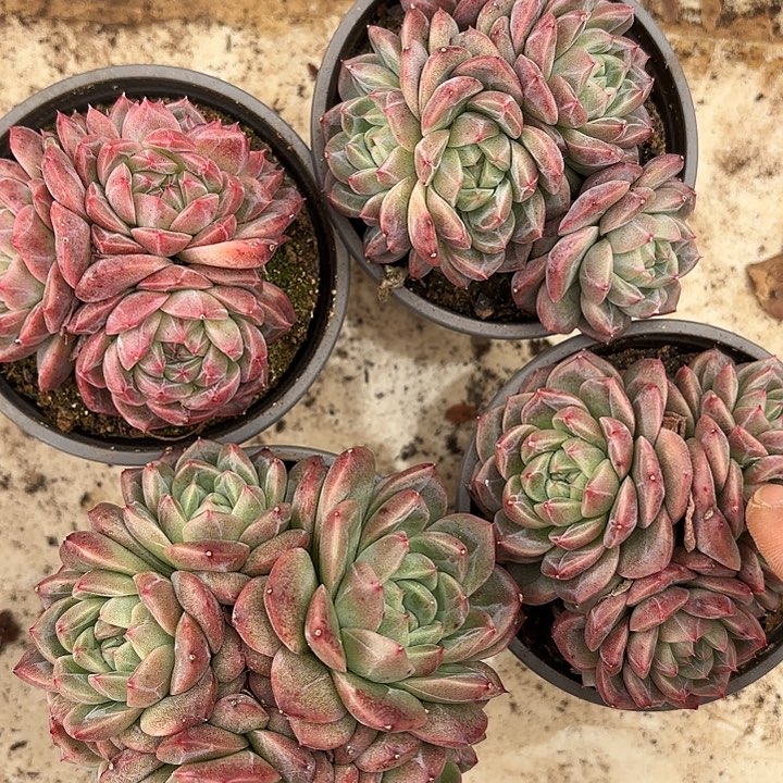 青霓群生（拍满18发货、偏远地区不包邮）