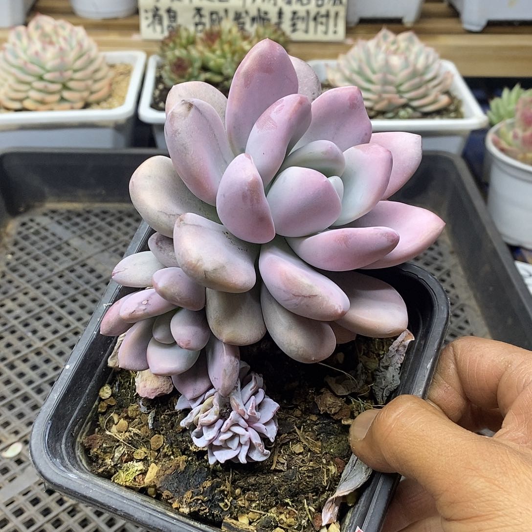 1161 老桩奥普西瓜锦无砍双头 需延时发货