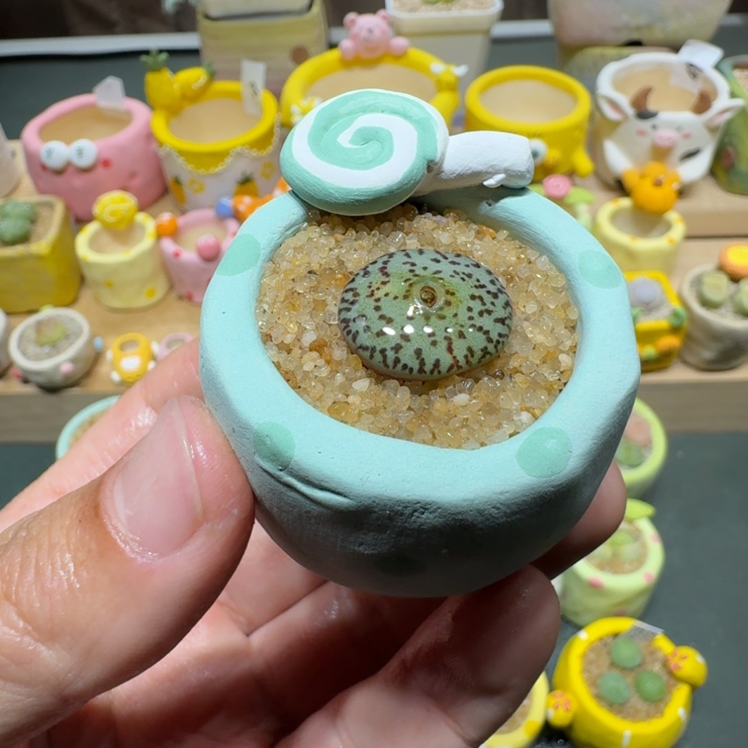 红陶蘑菇441安贞