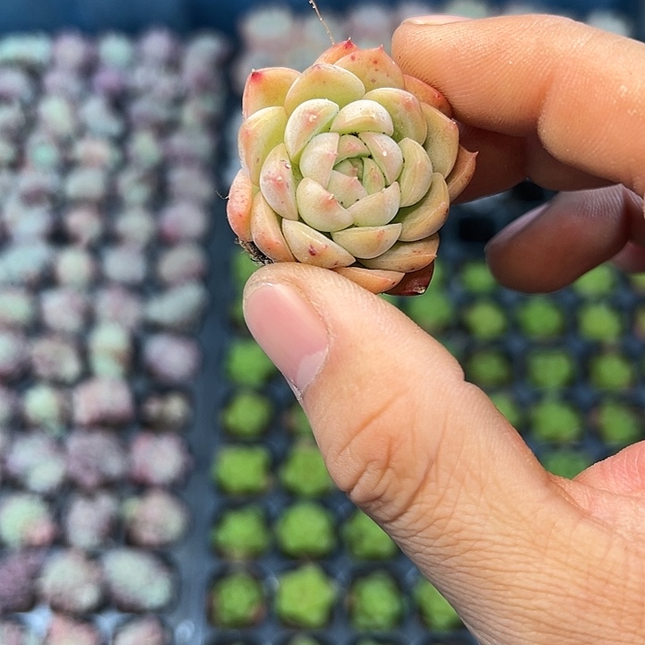 单体麦秆 满10颗包邮