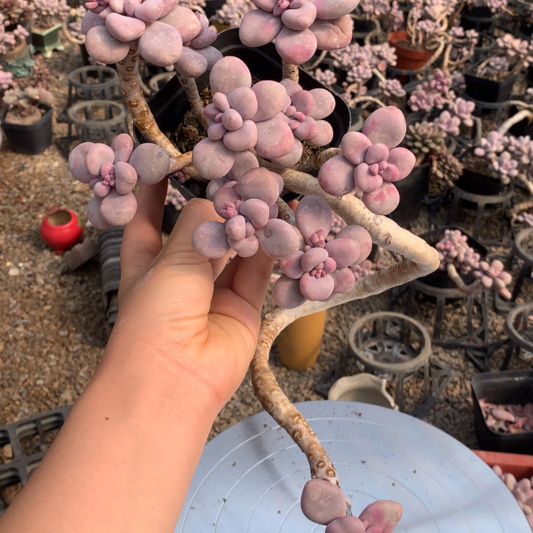 桃蛋老桩12号不带盆