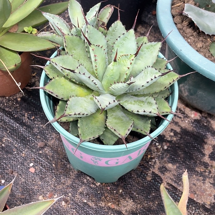 曲刺芭蕾龙舌兰系列