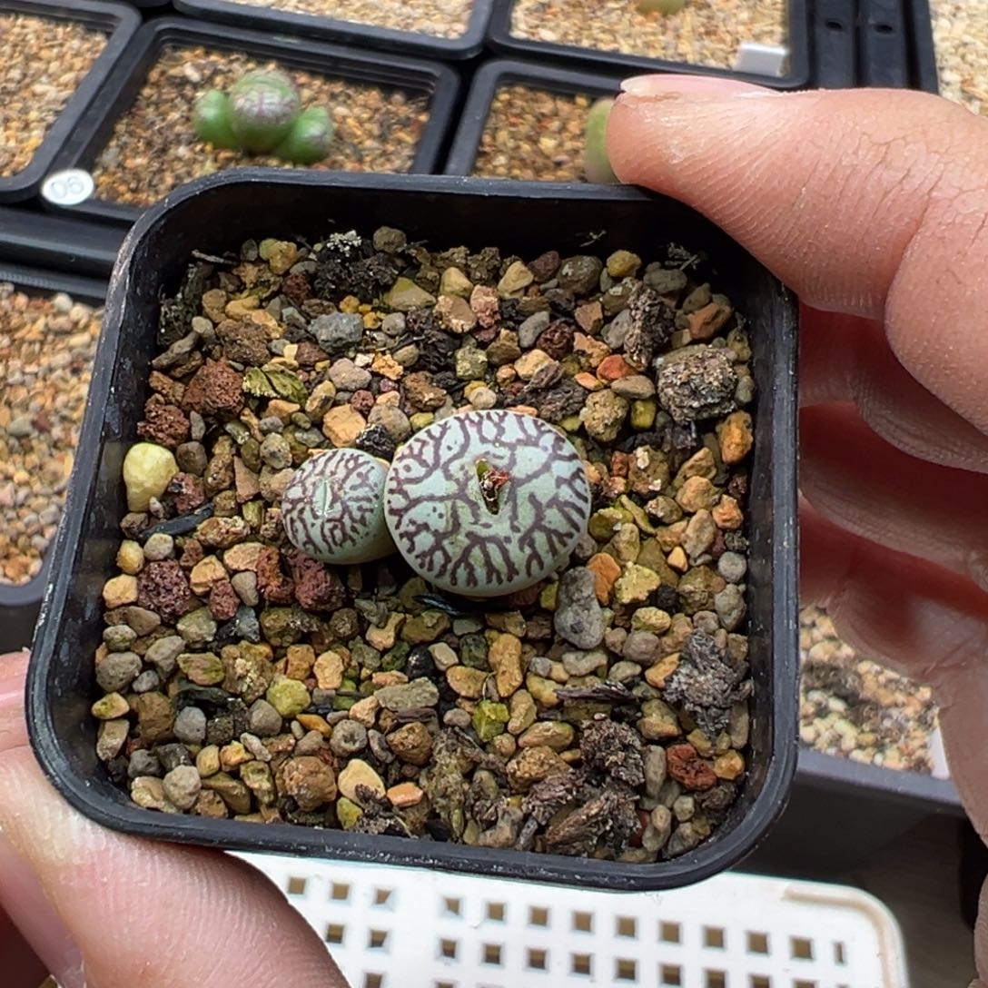 172多肉双头优选墨杂一棵特