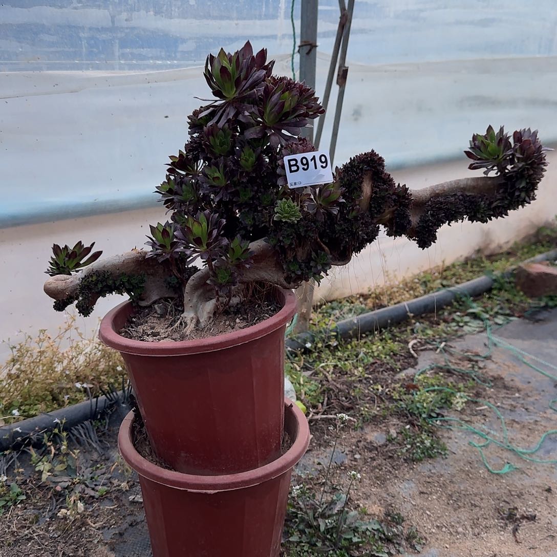 919黑法师朵朵一颗有伤51官府