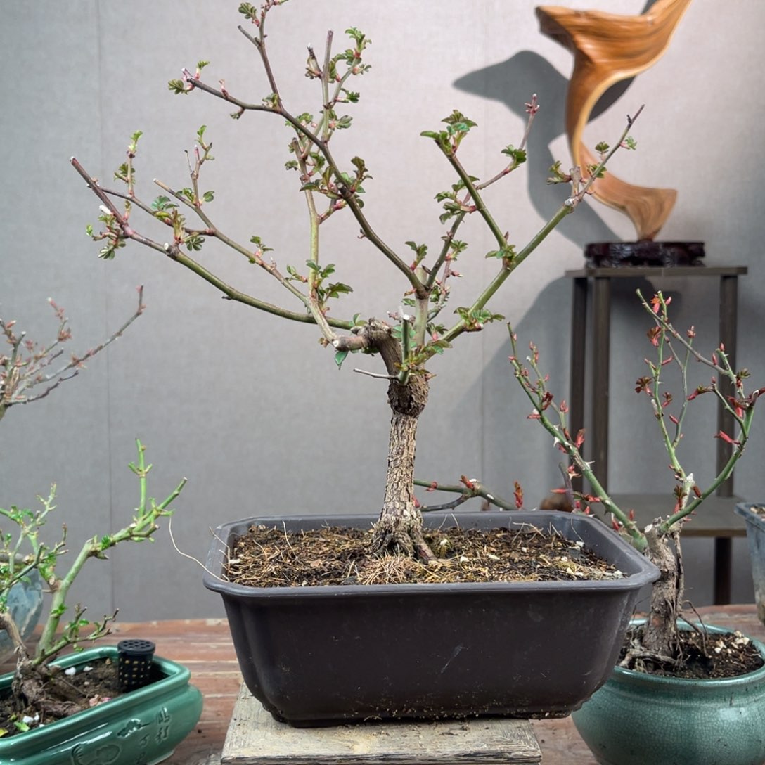 微月季盆景111111用****9