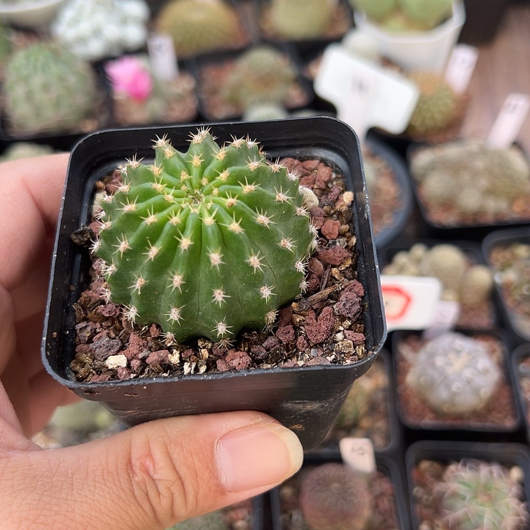 隨***愿妖蝶丽花属往事多肉园仙人球