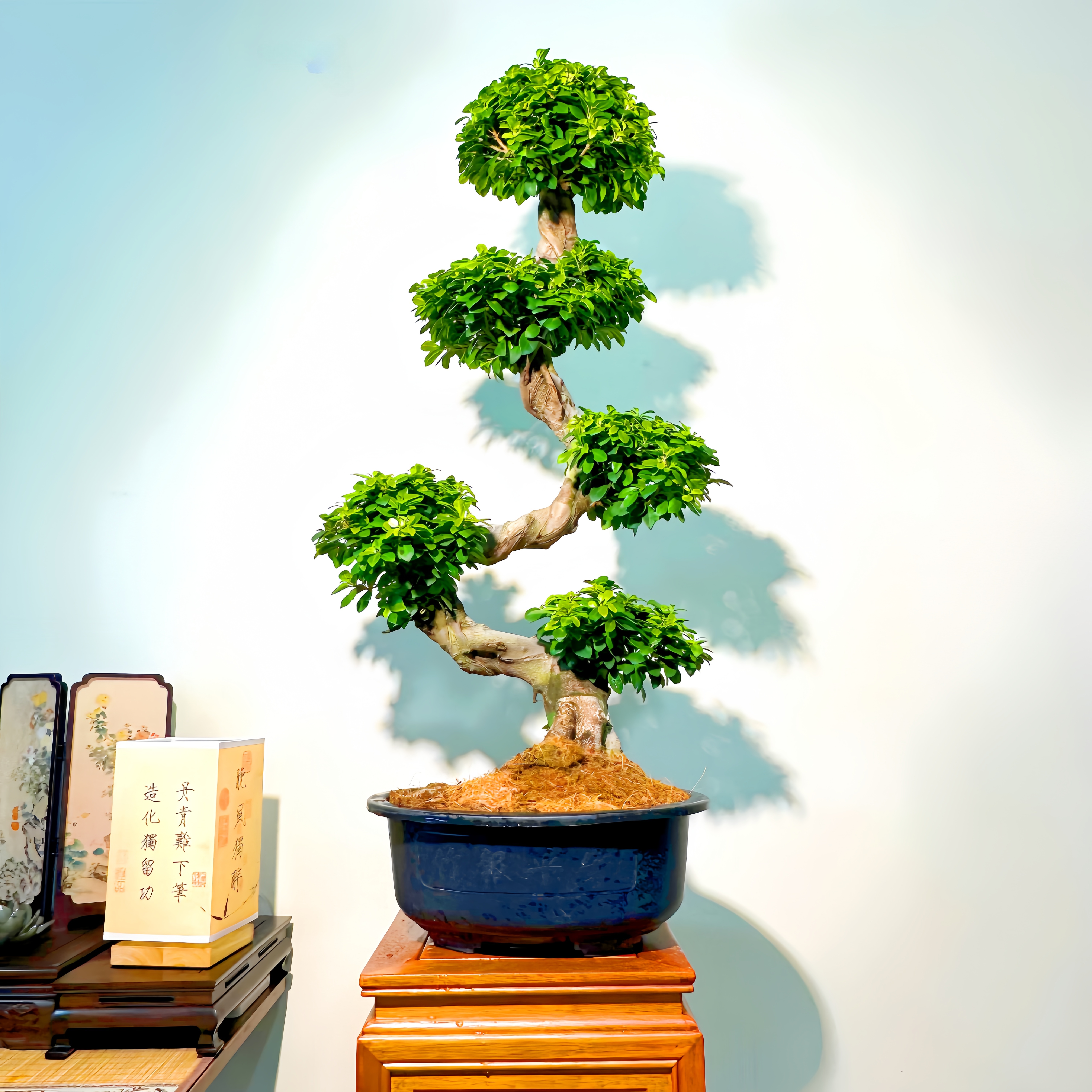 S弯游龙造型小叶金钱榕树盆景祥瑞好养带盆四季常绿