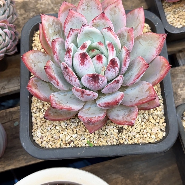 多肉植物，祖母绿