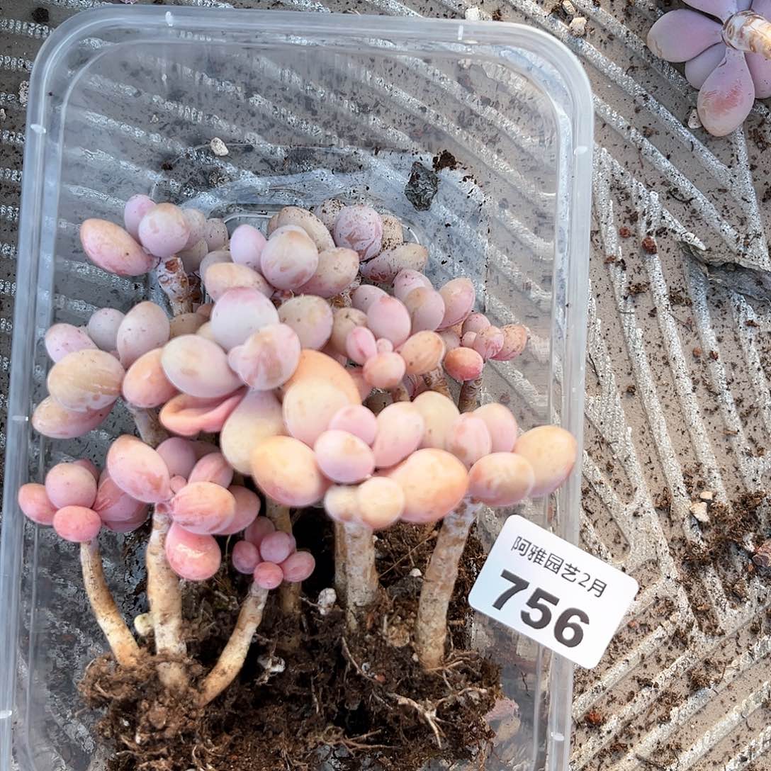 阿雅园艺。     756