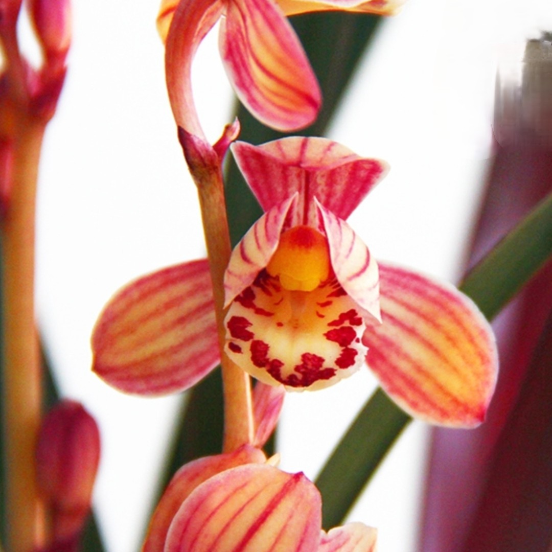  特A级 红草红荷 建兰铭品-开花浓香 稀有品种好养