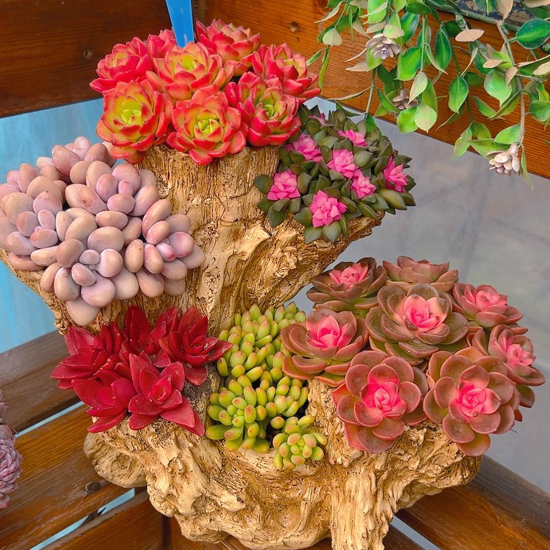 花果山多肉组合花园