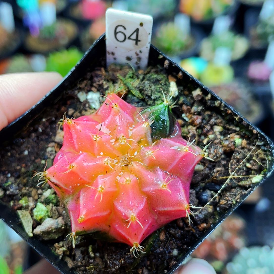 非偏远地区满25包邮仙人球