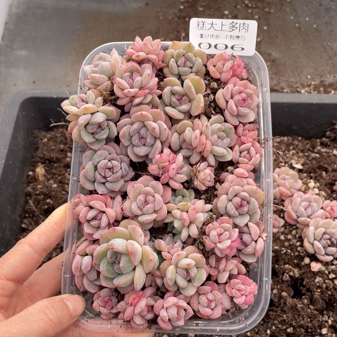 糕大上多肉植物006