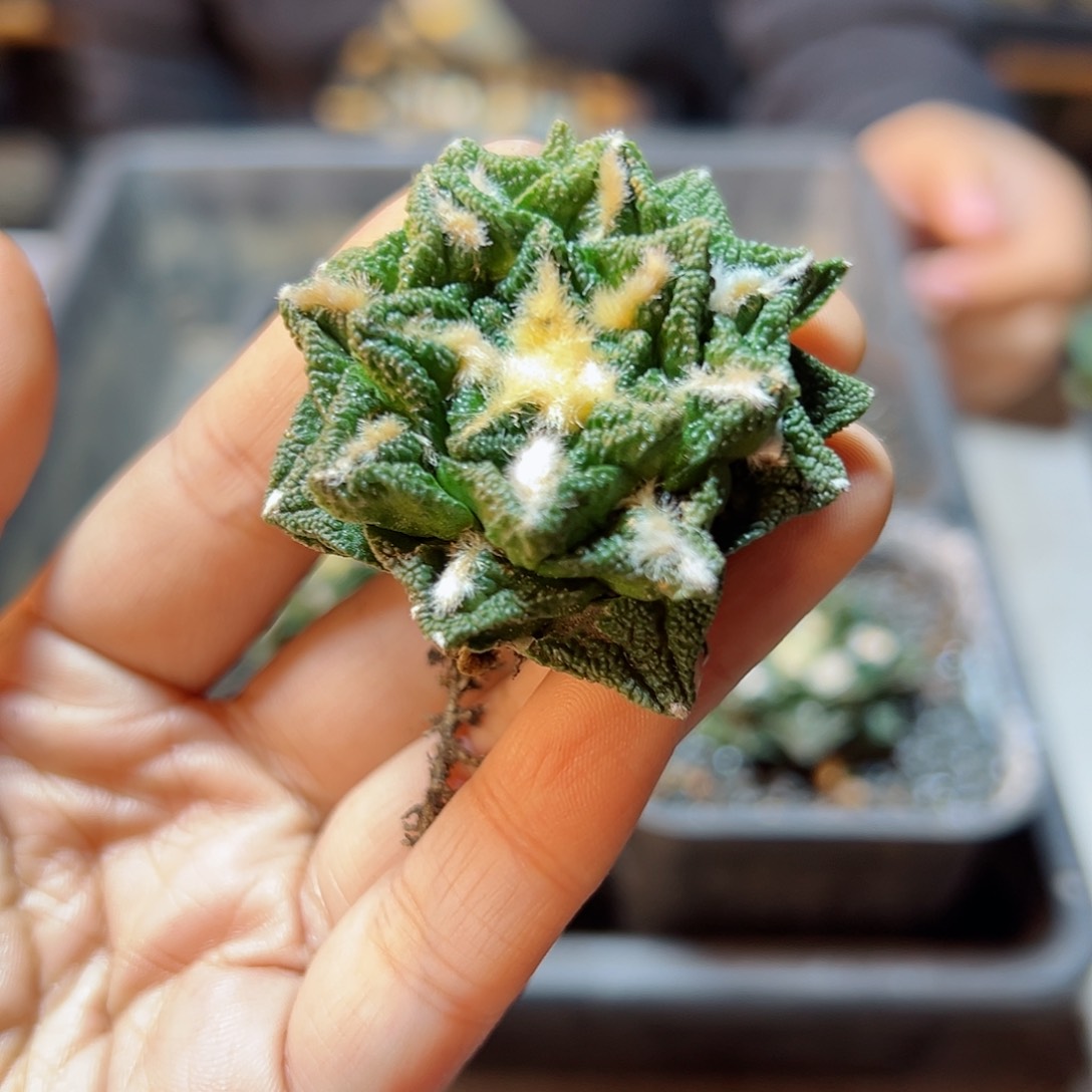 自根辛盾牡丹1颗1颗