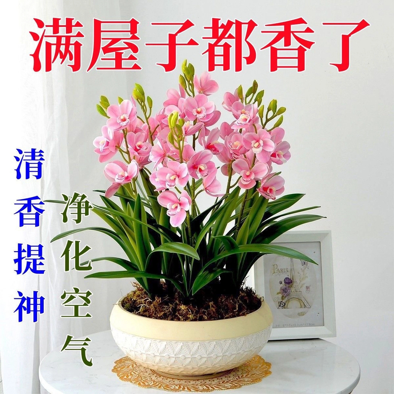 【四季热卖】兰花球根驱蚊虫水土养开花浓香型花卉盆栽绿植四季清香