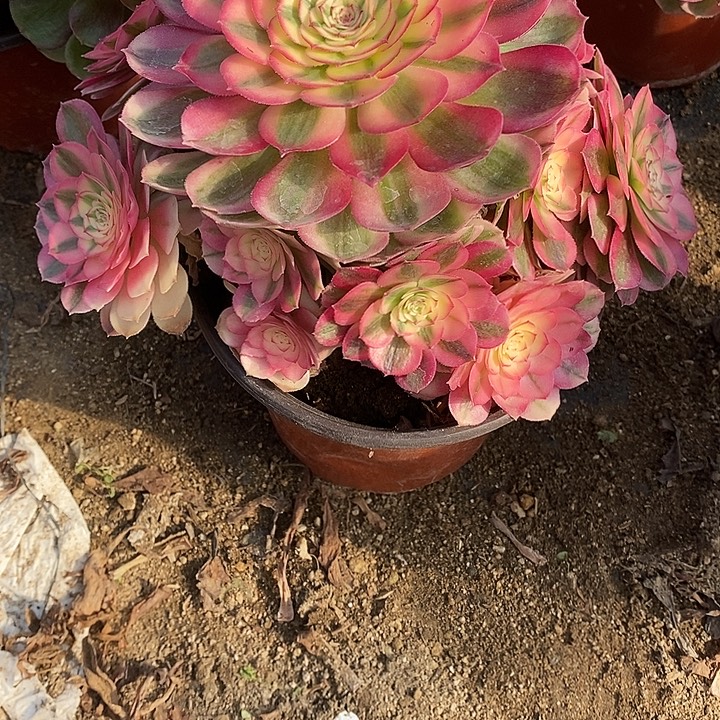 多肉植物倾城788多肉