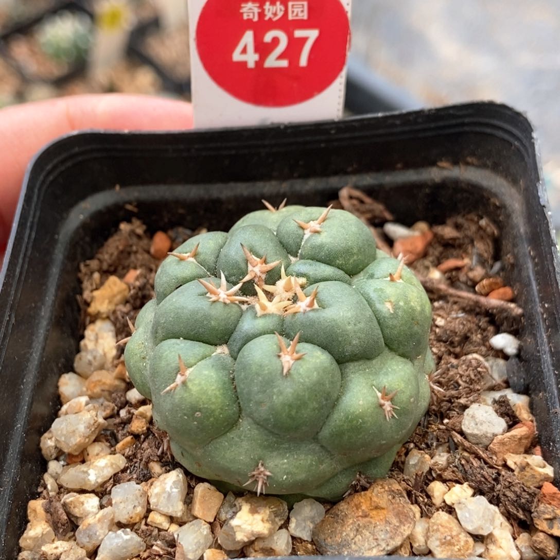 自根短豪刺象牙一颗仙人球