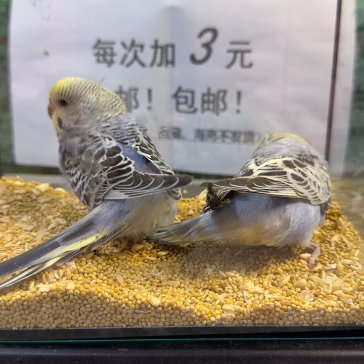 虎皮鹦鹉大头虎皮鹦鹉