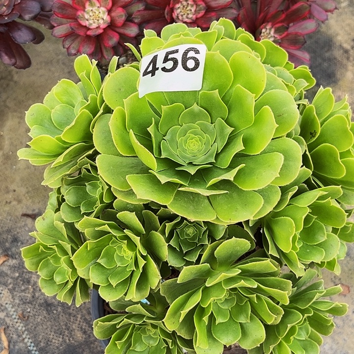 魔***✺456绿玫瑰绿杨蓉福利价带伤福利价