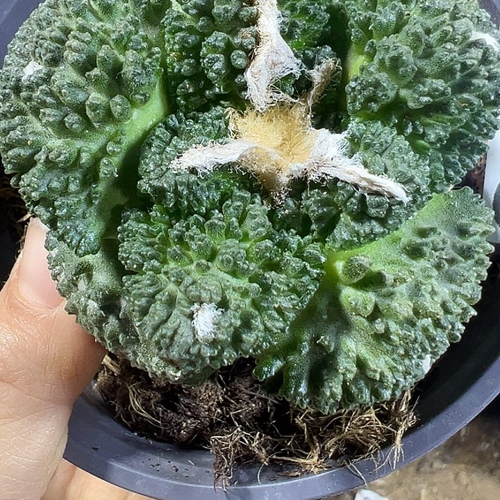 龟甲哥斯拉827仙人球开花