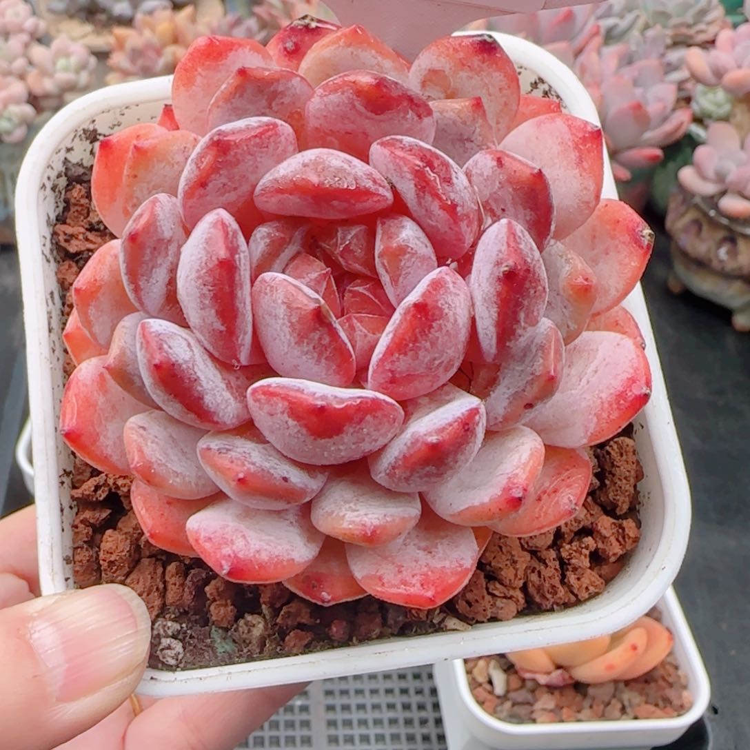 多肉植物8325！mmmnnnmm