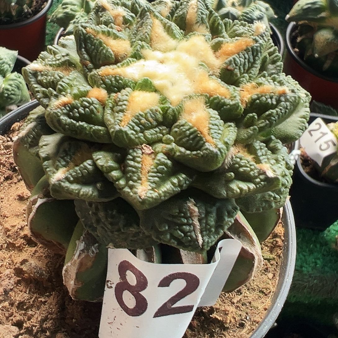 无花朵福利隔尤龟甲牡丹825