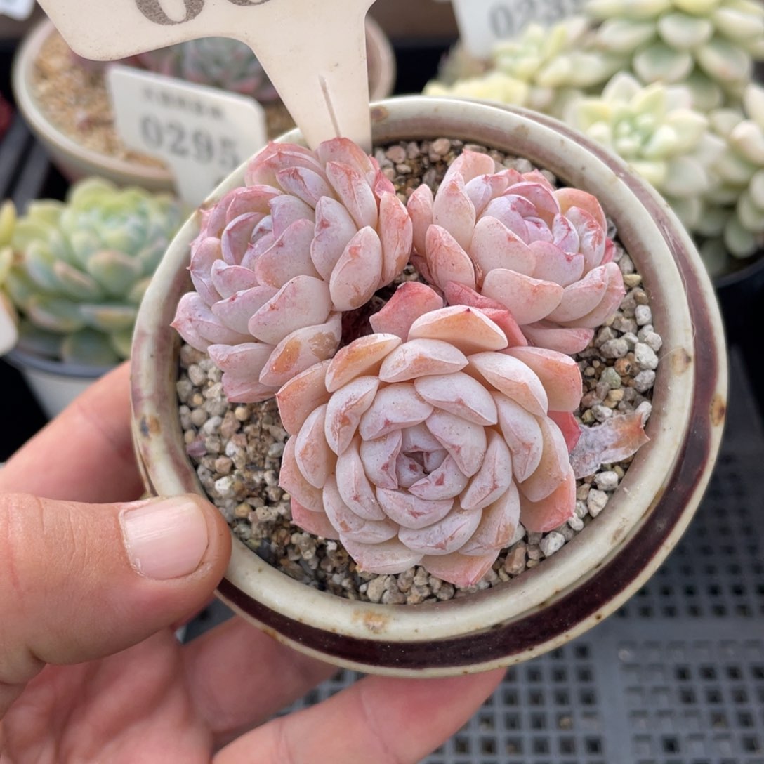 0008雪颜不带盆7厘米