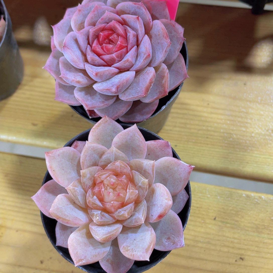 949号糖心孤品两颗